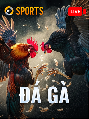 Đá Gà K-Sports ONE88